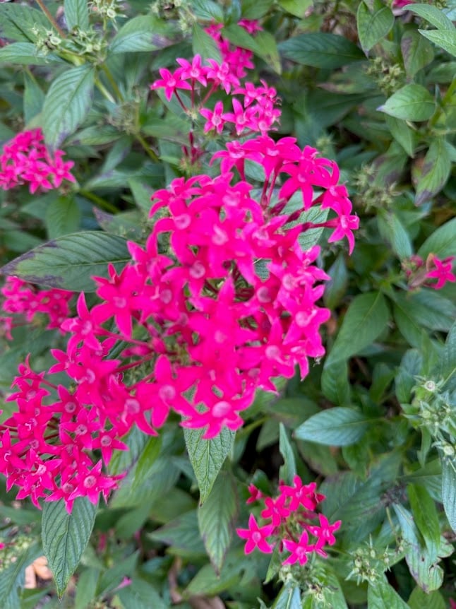bright pink flowers