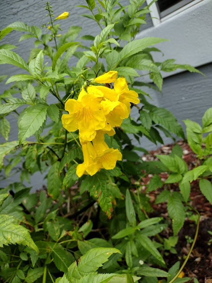 Serenity Concierge LLC Palm Coast buttercup flower