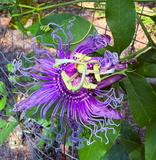passion flower that I grew